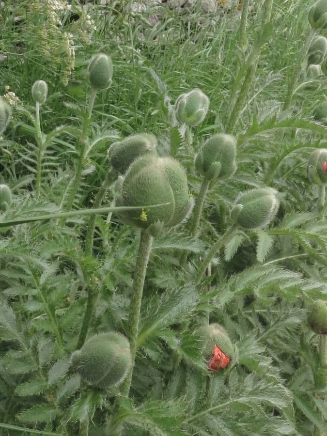 Orientalischer Schlafmohn 4