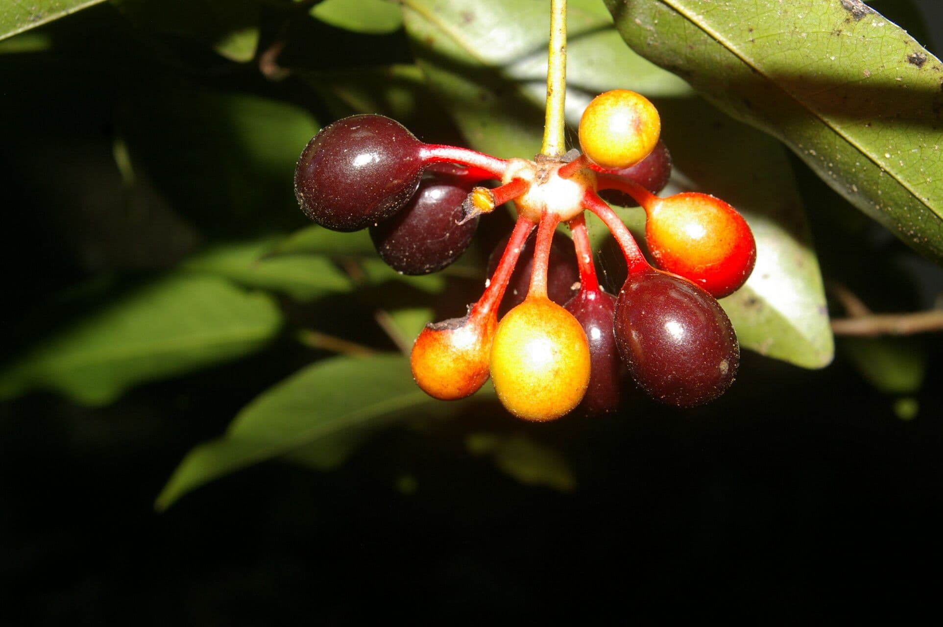 Desmopsis 3