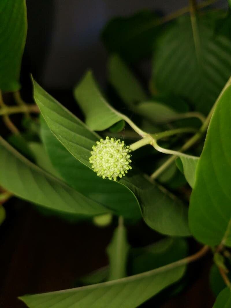 Mitragyna 2