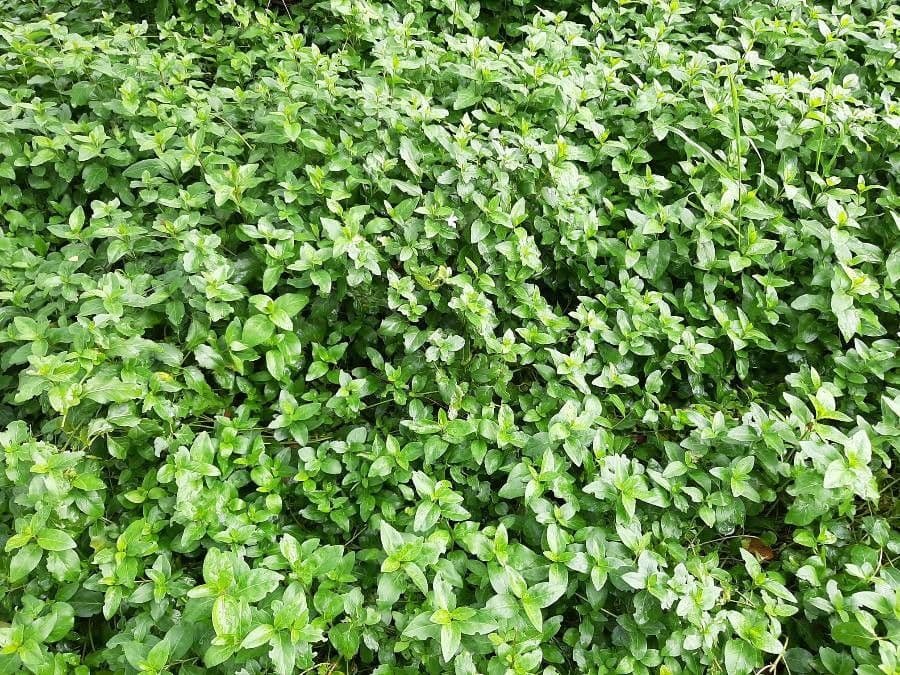 Pervinca difforme 10