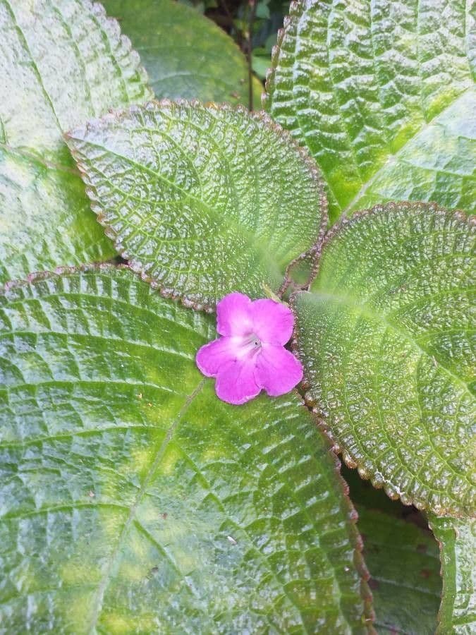Chrysothemis melittifolia 2