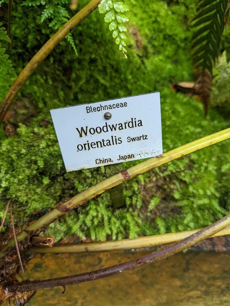 Woodwardia 9
