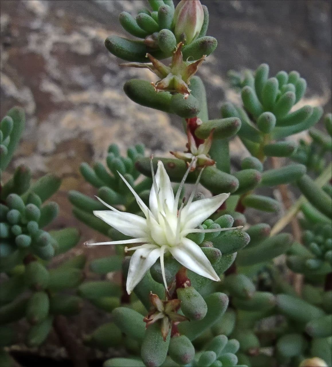 Borracina