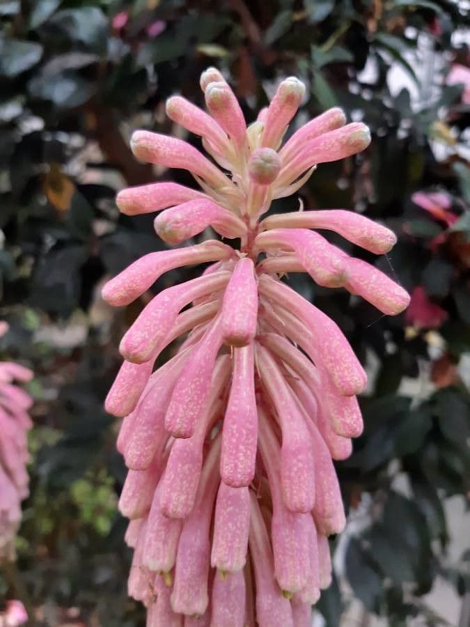 Veltheimia 3