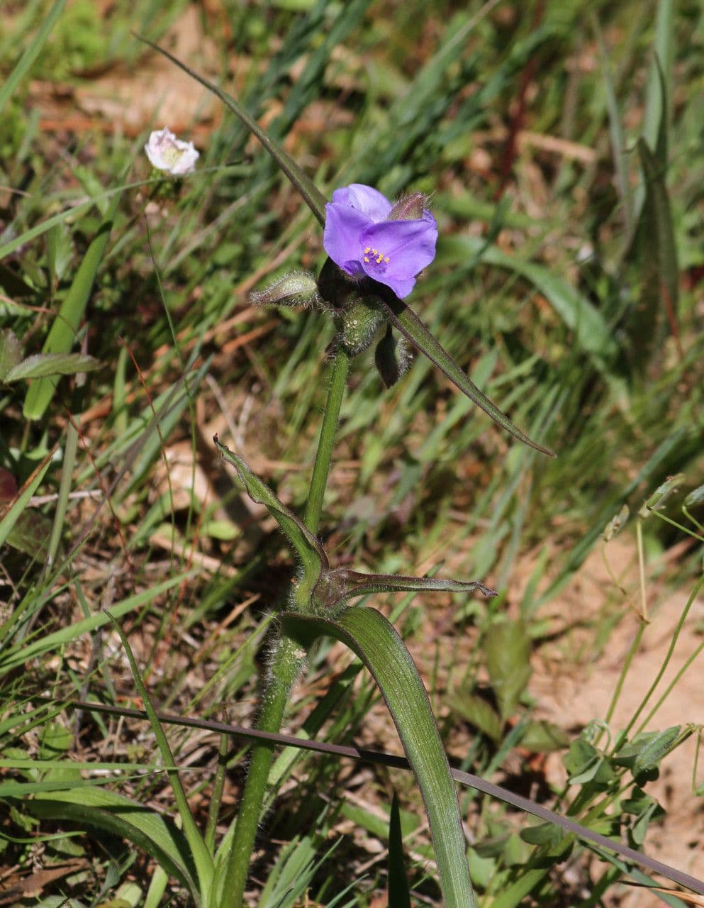 V tradescantia 3