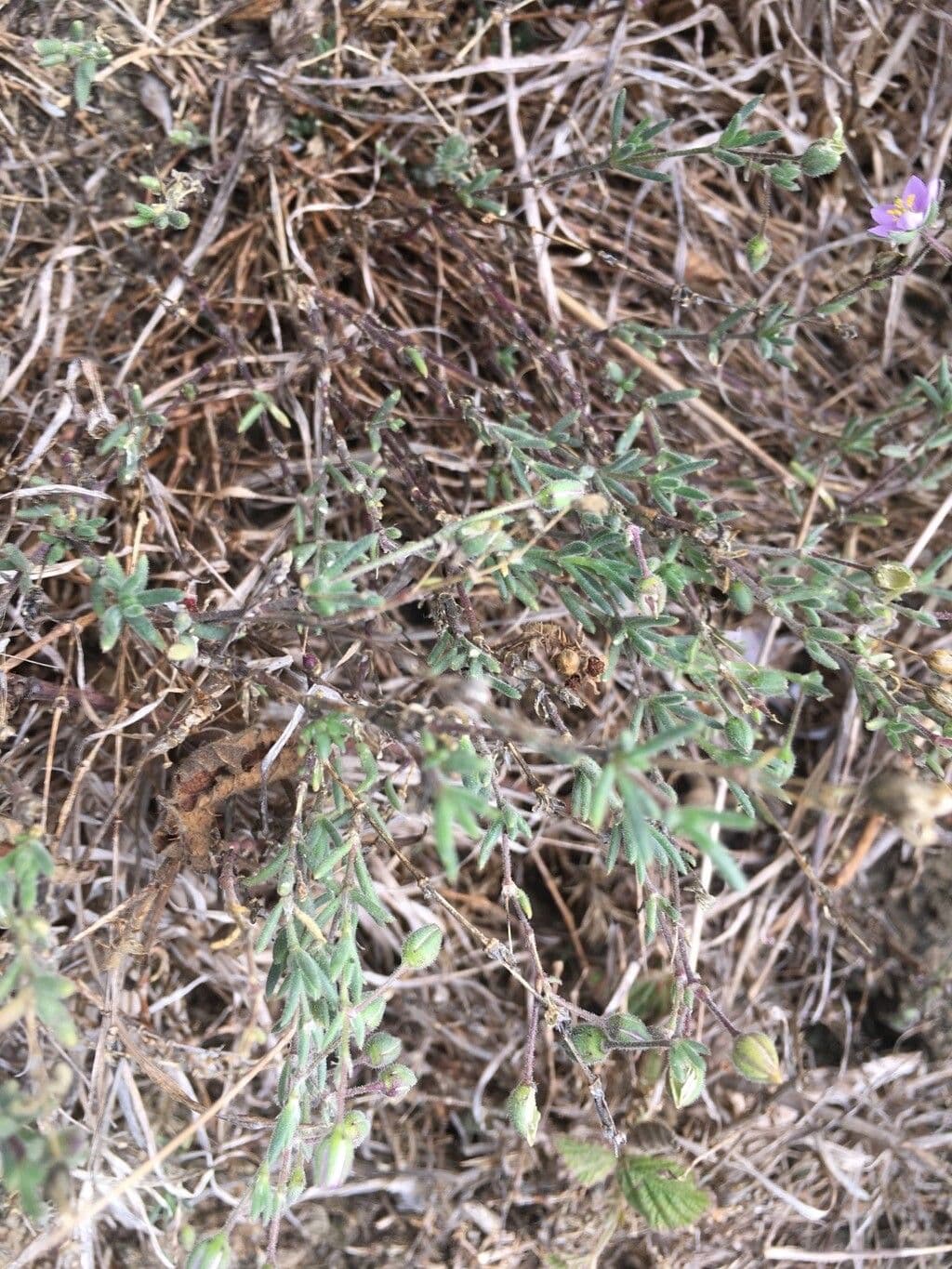 Spergularia comune 16