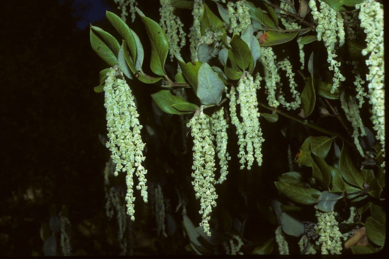 Garrya veatchii 9