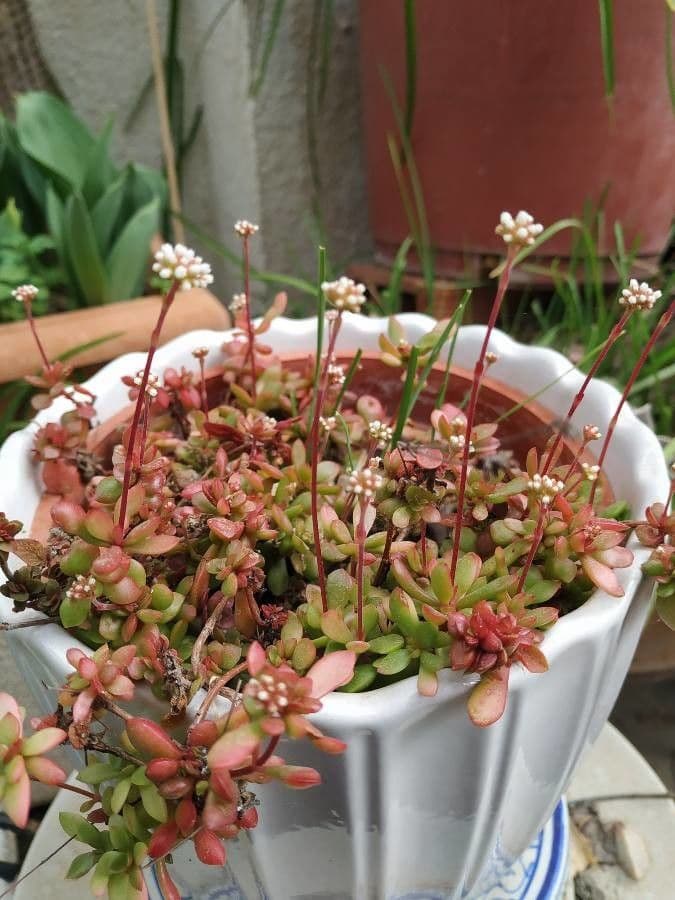 Rote Dickmännchen 5