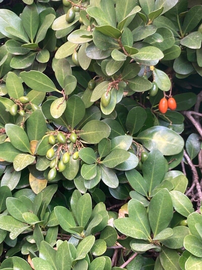 Karapofrucht 4