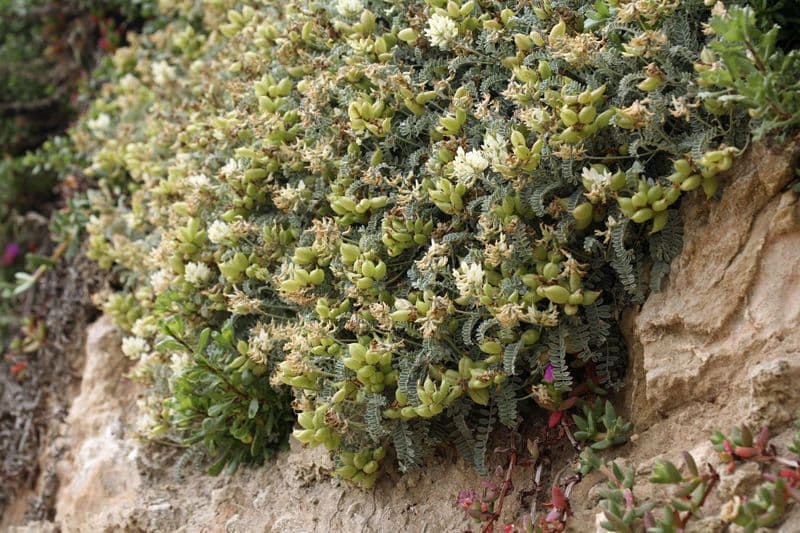 Astragalo 12