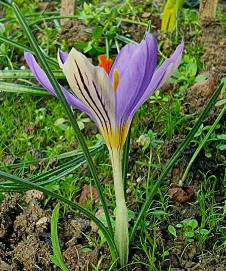 Corsican crocus