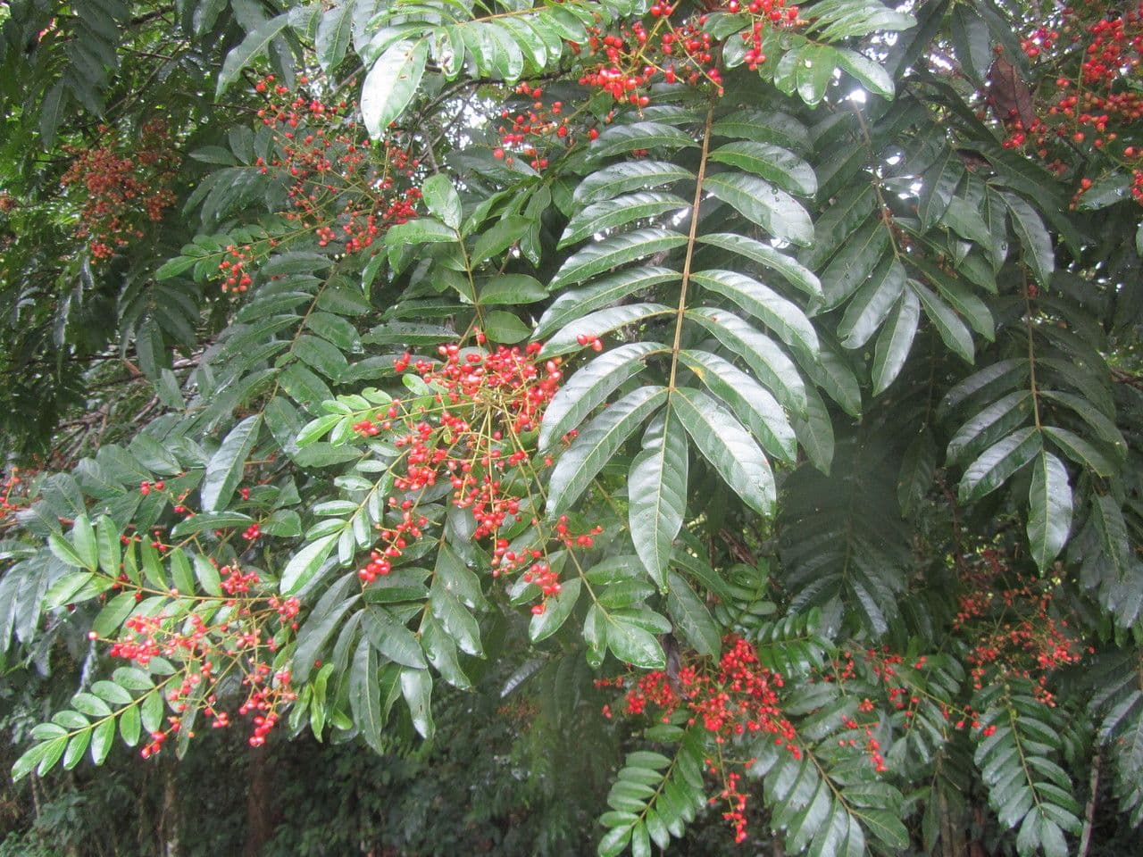 Mosquitoxylum 14