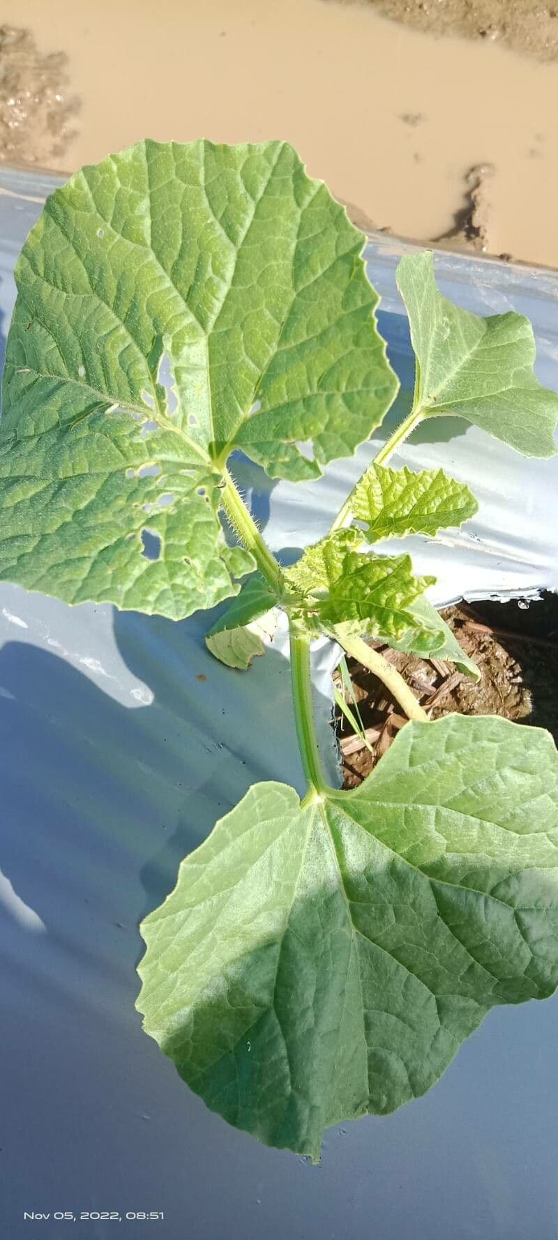 Zucca moscata 21