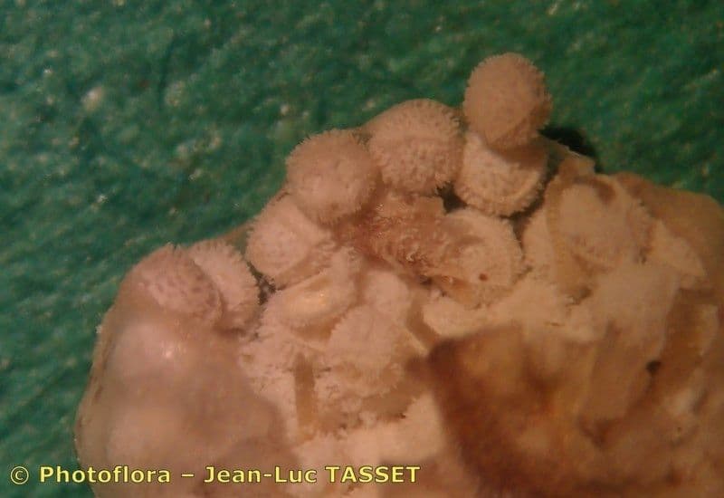 Calamaria a spore spinulose 8