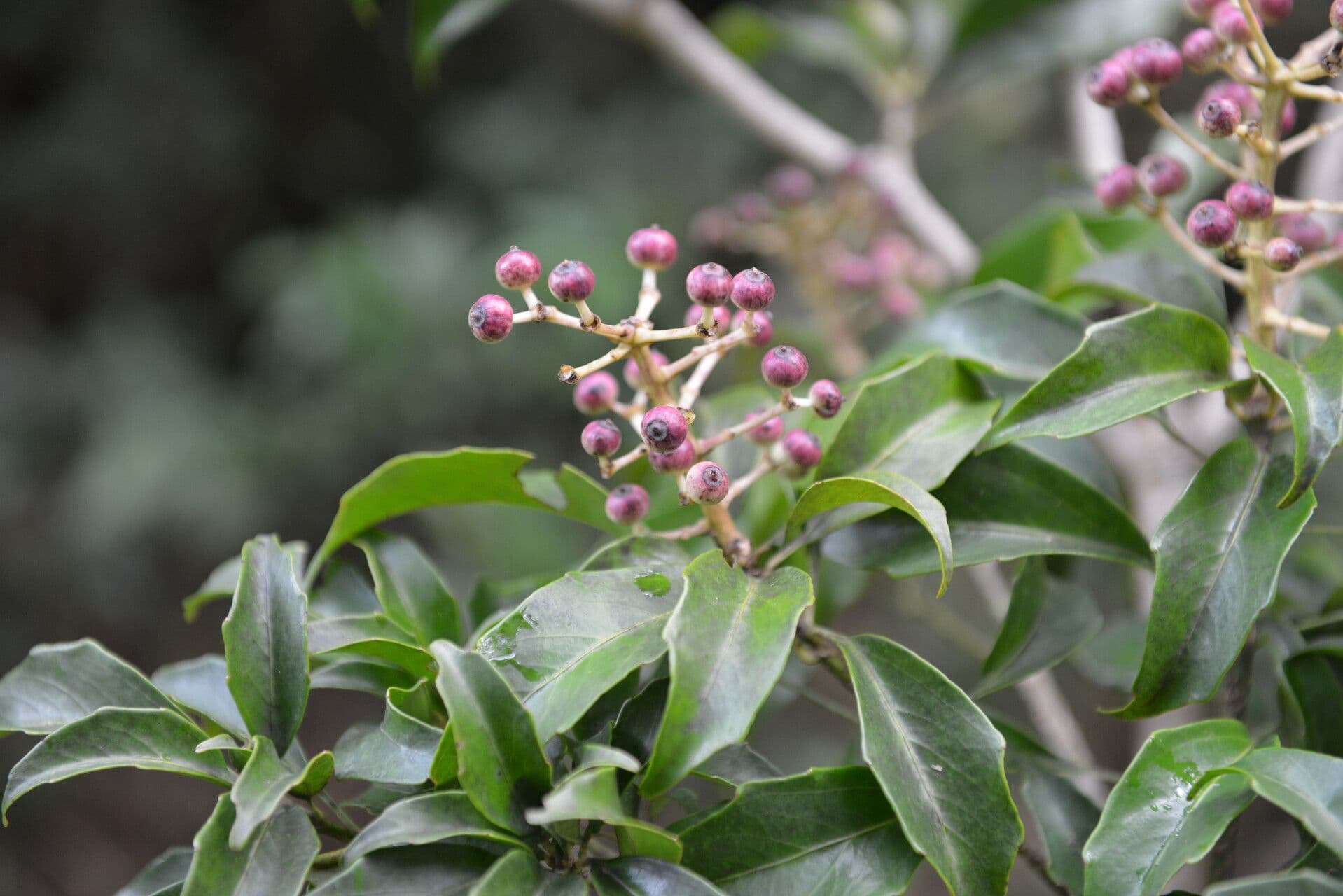Dendropanax arboreus 10