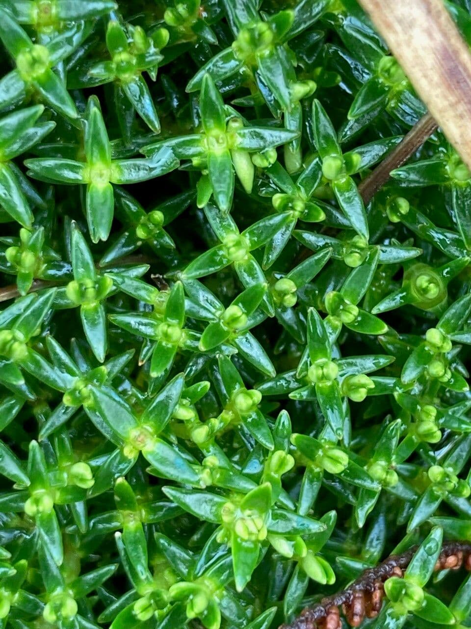 Arcytophyllum 3