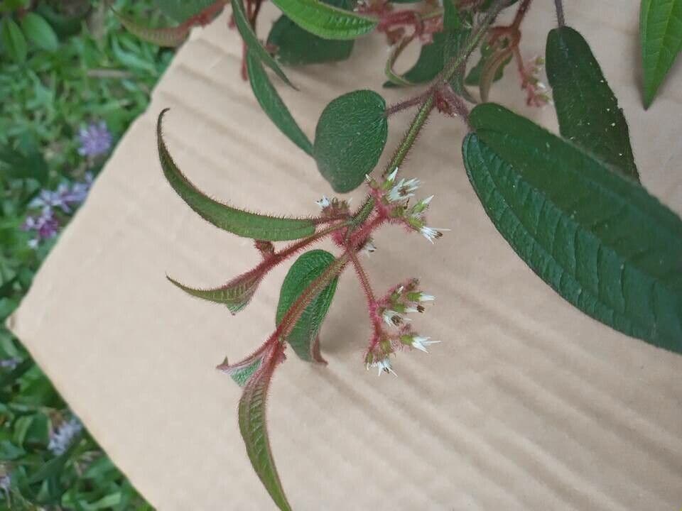 Miconia 2
