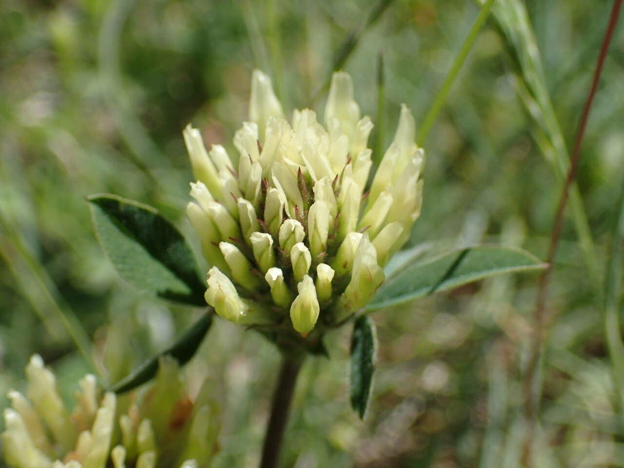 Sulphur clover 4