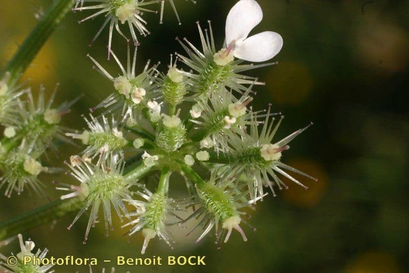 Carota selvatica irta 22