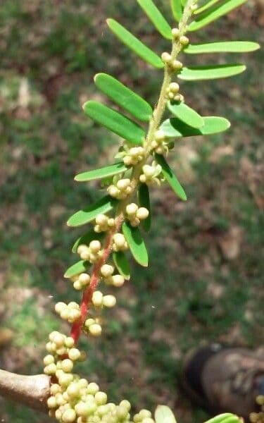Amla 6