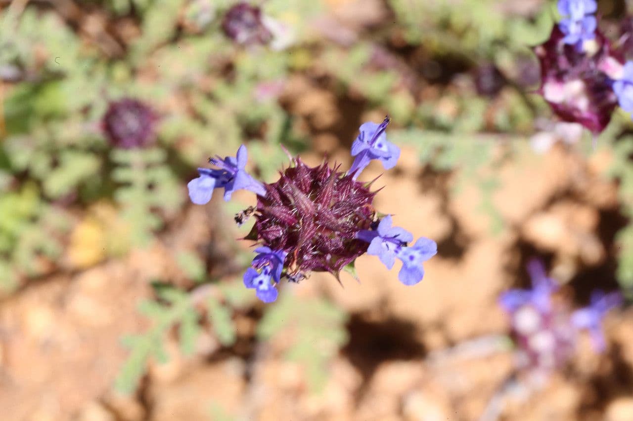 Salvia columbariae 15