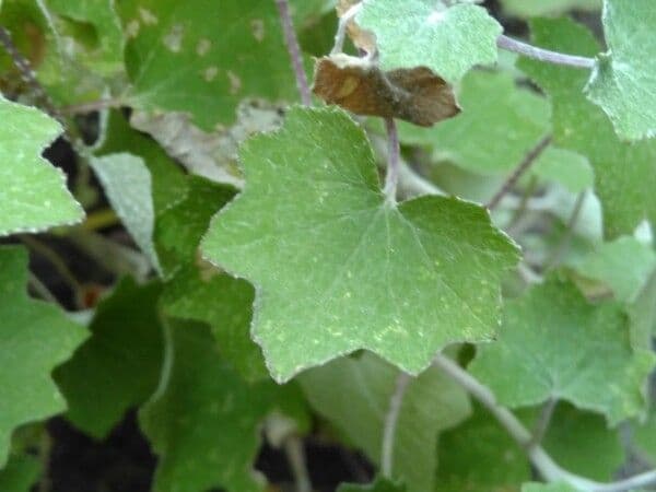 Pericallis 12