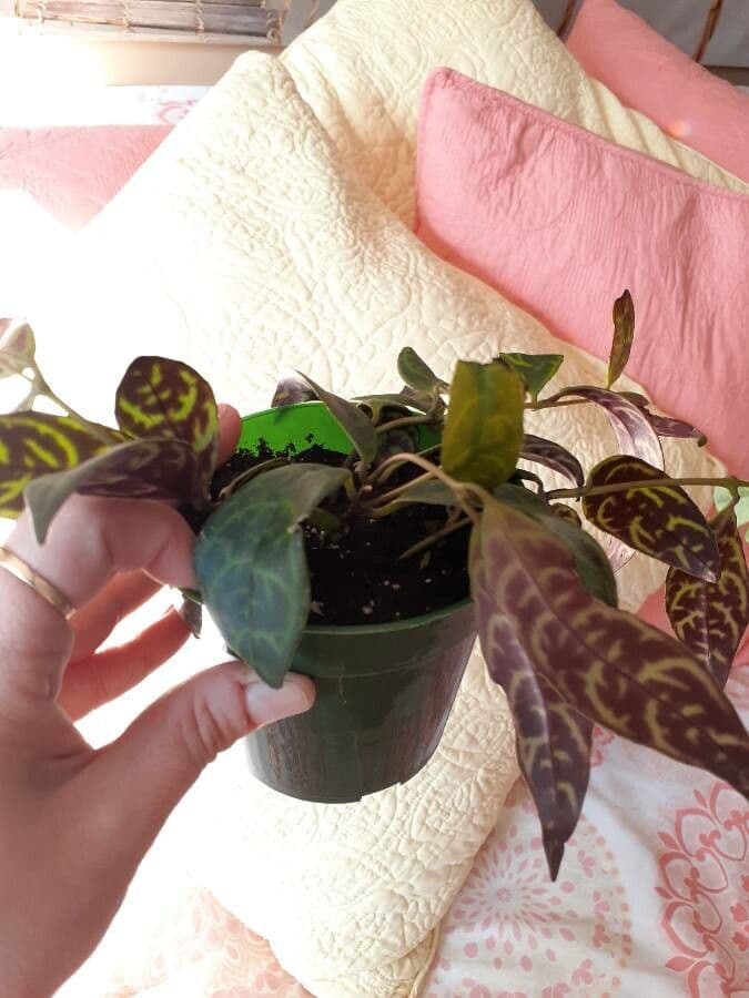 Aeschynanthus 4