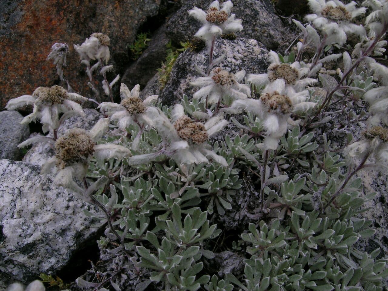 Edelweiss 6