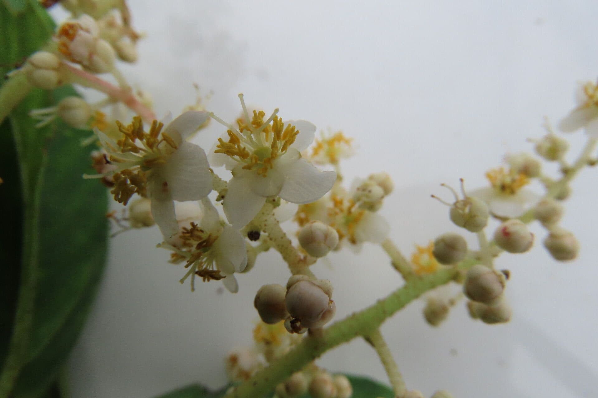 Saurauia 8