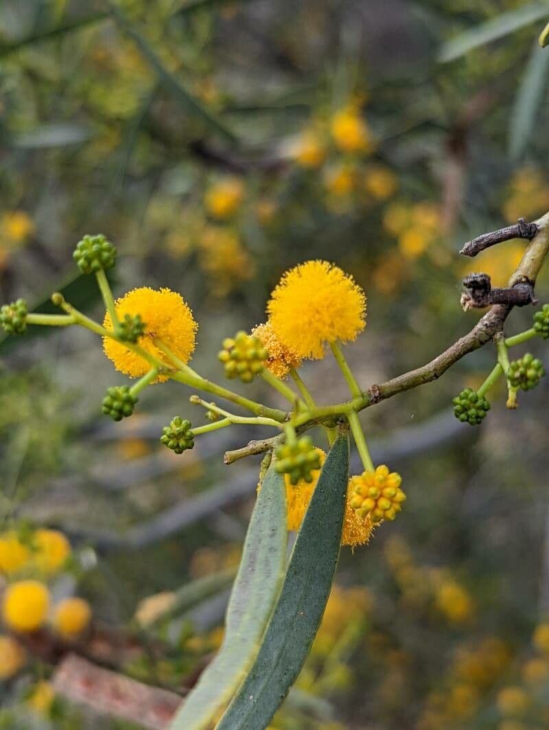 Acacia ligulata 5