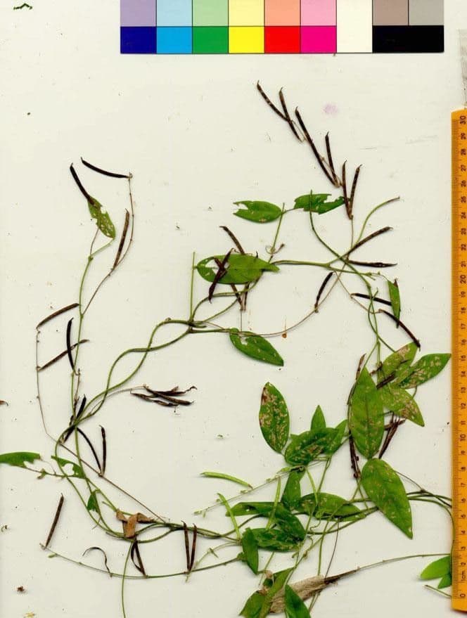 Teramnus