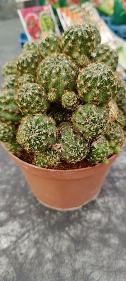 Lobivia arachnacantha 9
