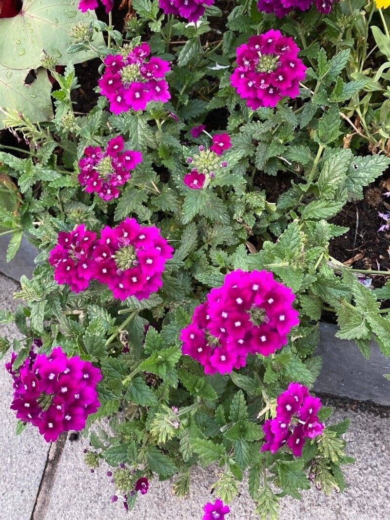 Verbena rigida 15