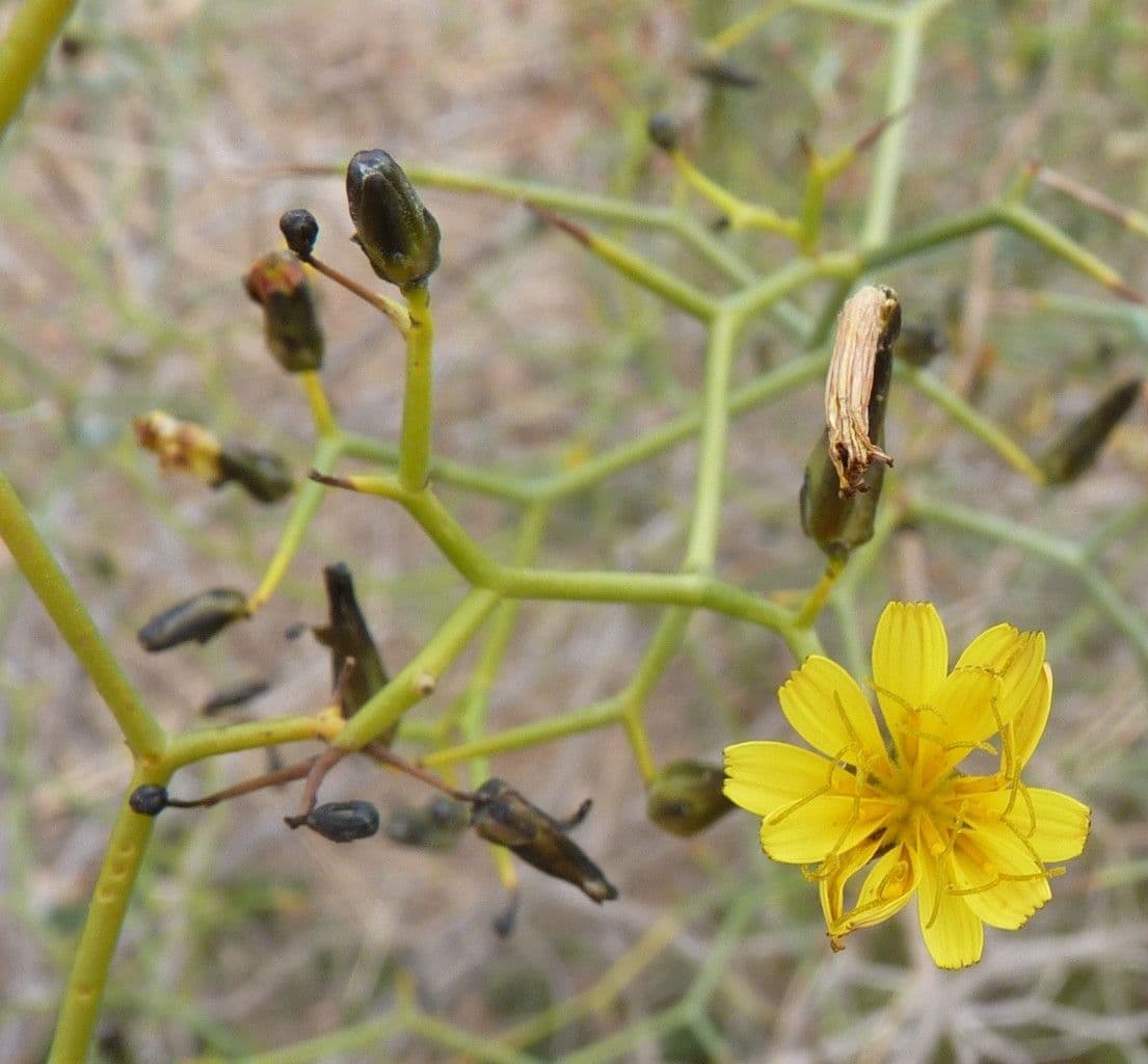 Launaea arborea 30