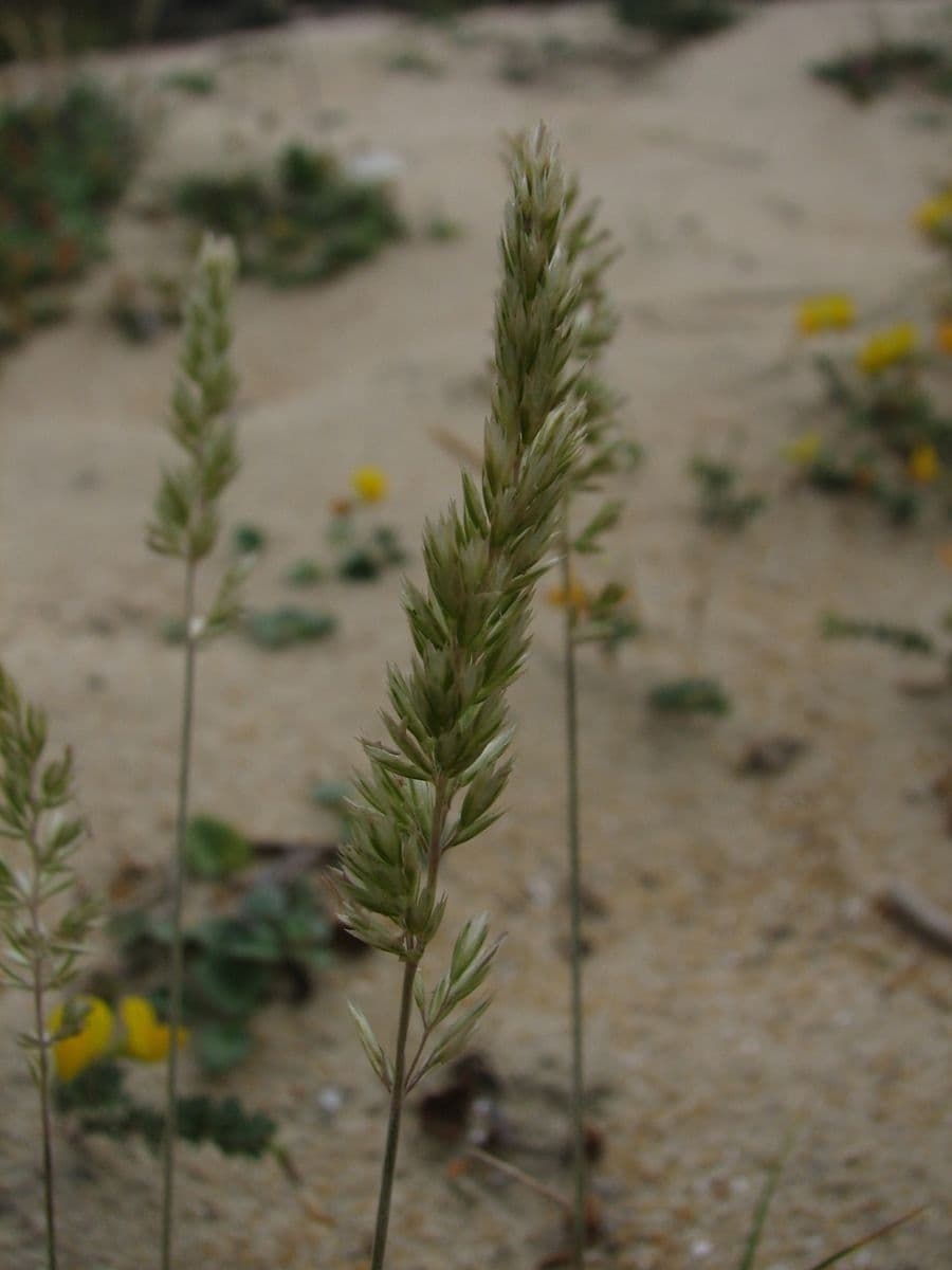 Koeleria glauca 8