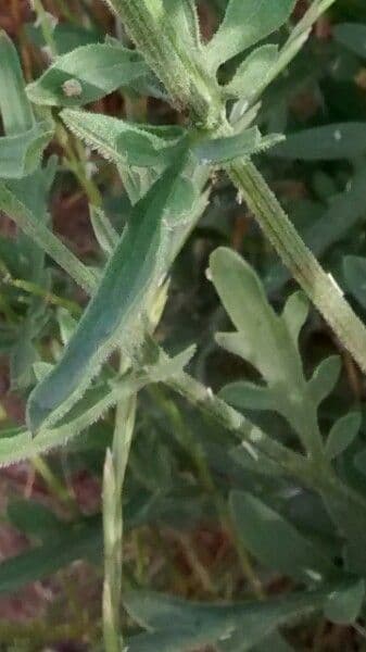 Centaurea collina 20
