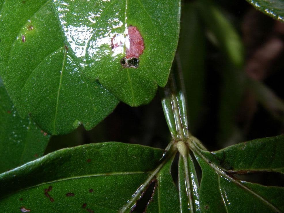 Serjania 9