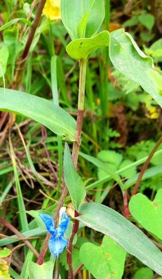 Commelina tuberosa 3