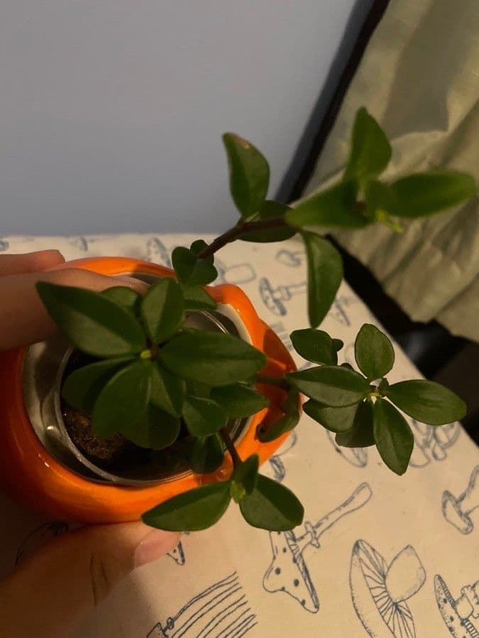 Nematanthus 12