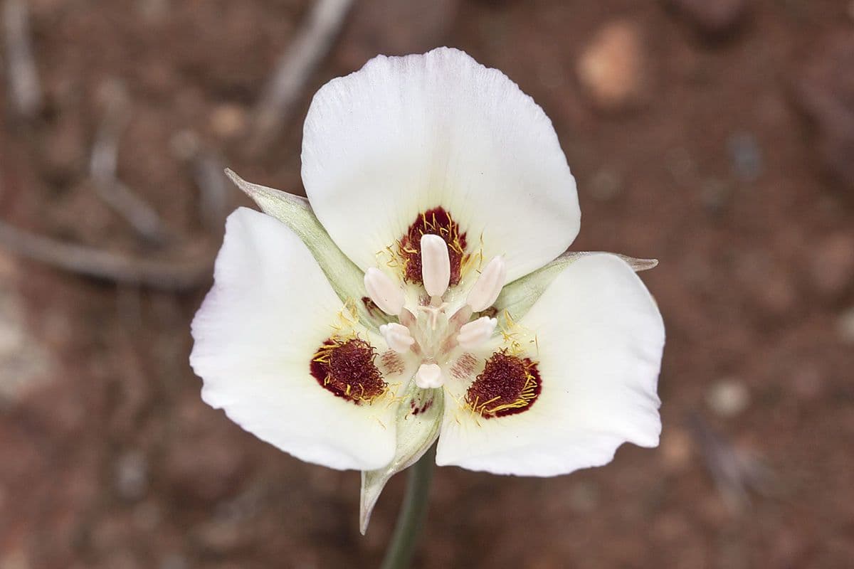Calochortus 4