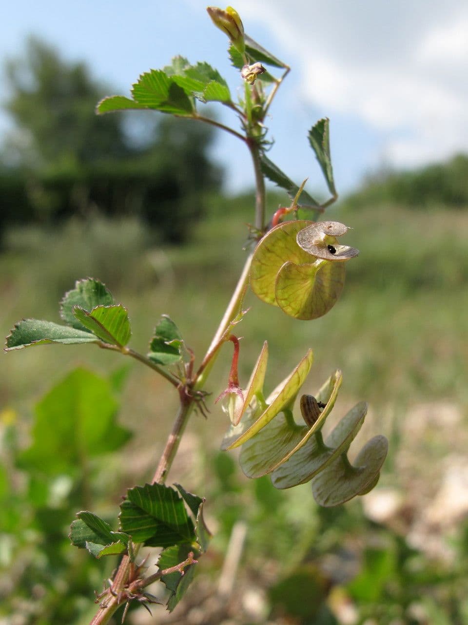 Erba medica orbicolare 30