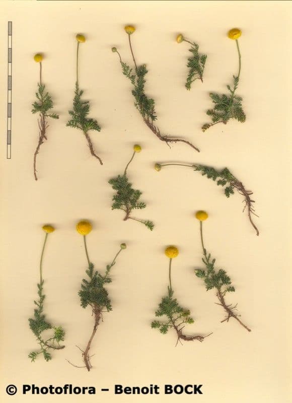 Camomilla romana 34