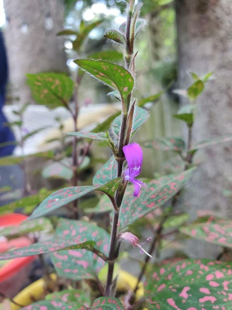 Ala piegata ramificata 3