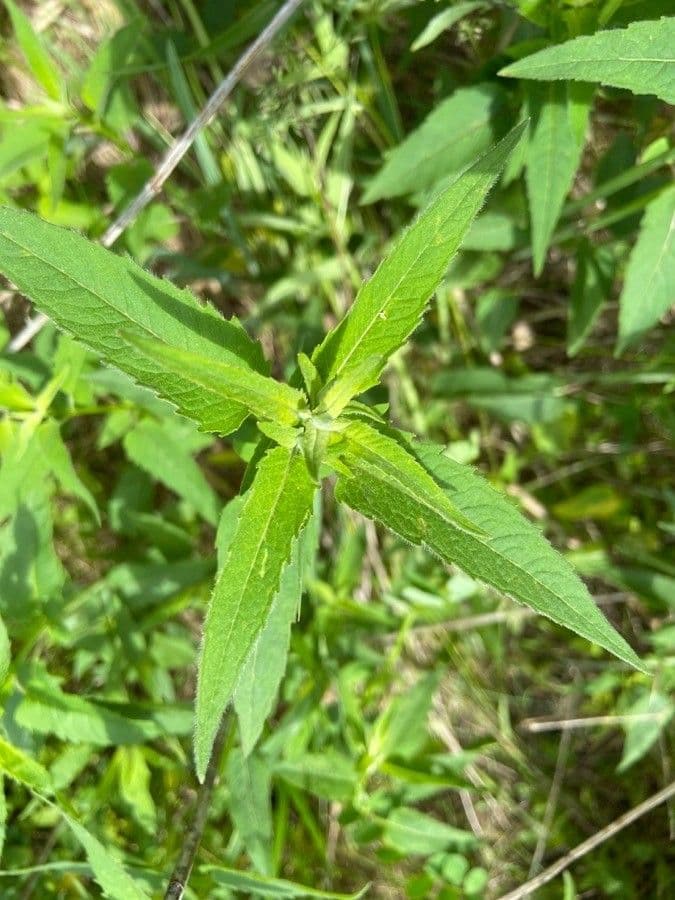 Betonica palustre 17