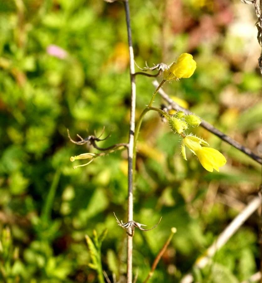 Diplotaxis virgata 4