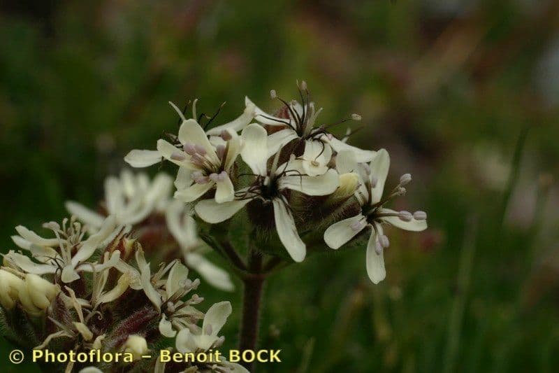 Saponaria gialla 16