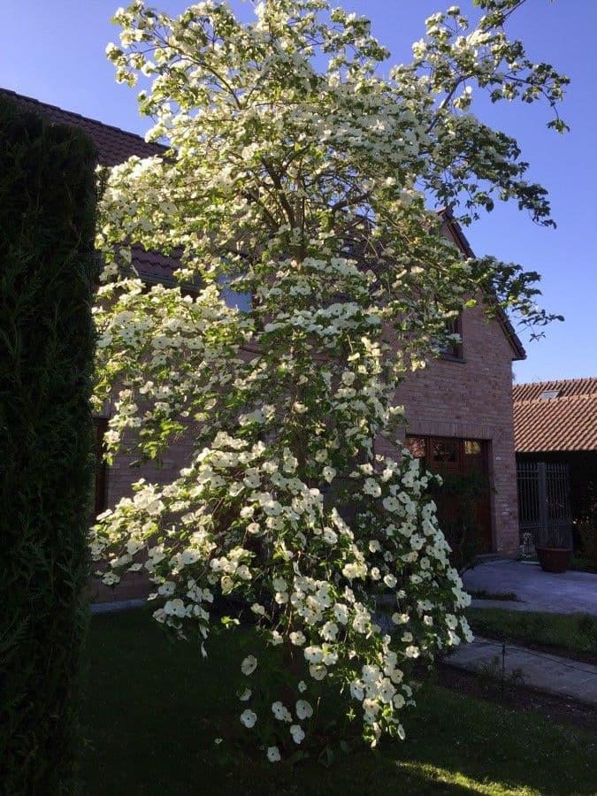 Blüten-Hartriegel 11
