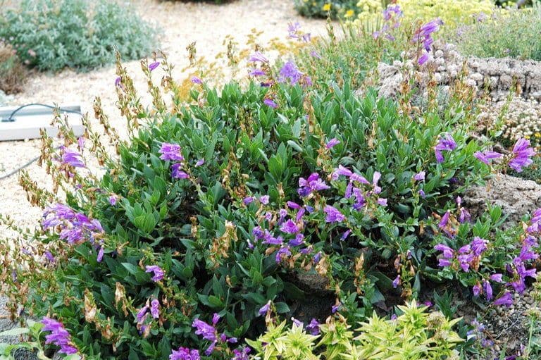 Penstemon 4