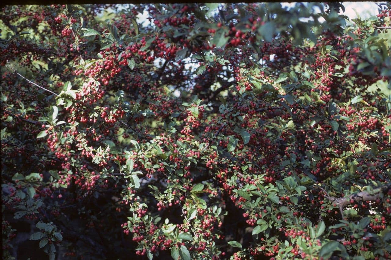Sargent-Apfel 21