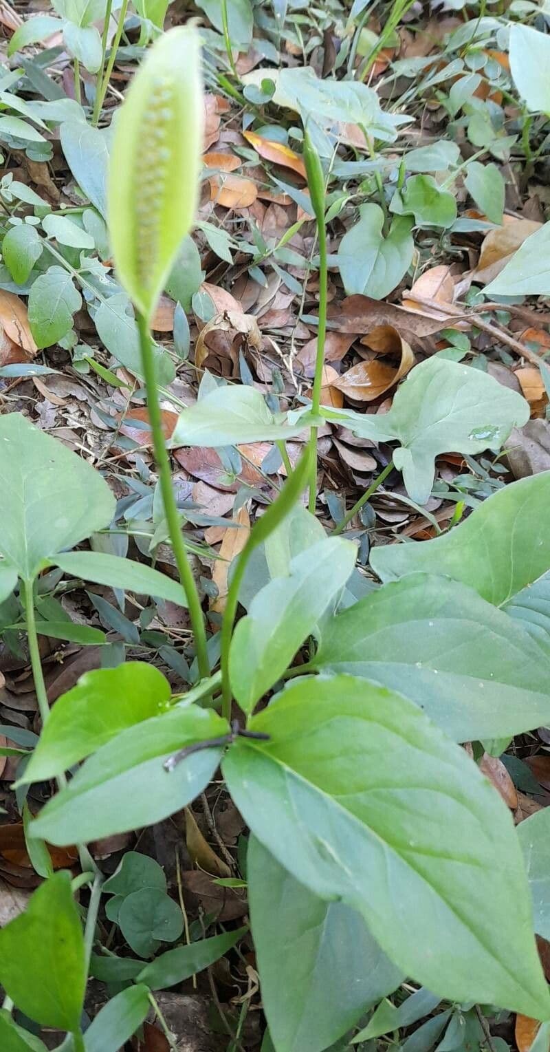 Spathicarpa 4